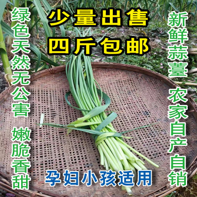 香蒜蒜苔农家肥自种孕妇儿童适合