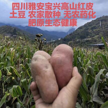 四川雅安农家土豆散装洋芋马铃薯红皮土豆原生态5斤包邮自种