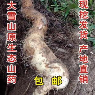 四川雅安宝兴大雪山半野生山药3斤包邮自然生长现挖直销孕妇小孩