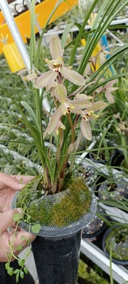 兰花:大红梅，红蝴蝶，黄雅素蝶450每苗