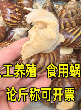 食用蜗牛白玉蜗牛餐饮酒店活体螺