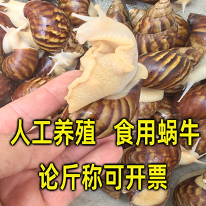 食用蜗牛白玉蜗牛餐饮酒店活体螺