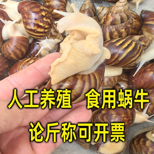 食用白玉蜗牛餐饮酒店特色菜活体蜗牛养殖种牛教技术宠物教学蜗牛