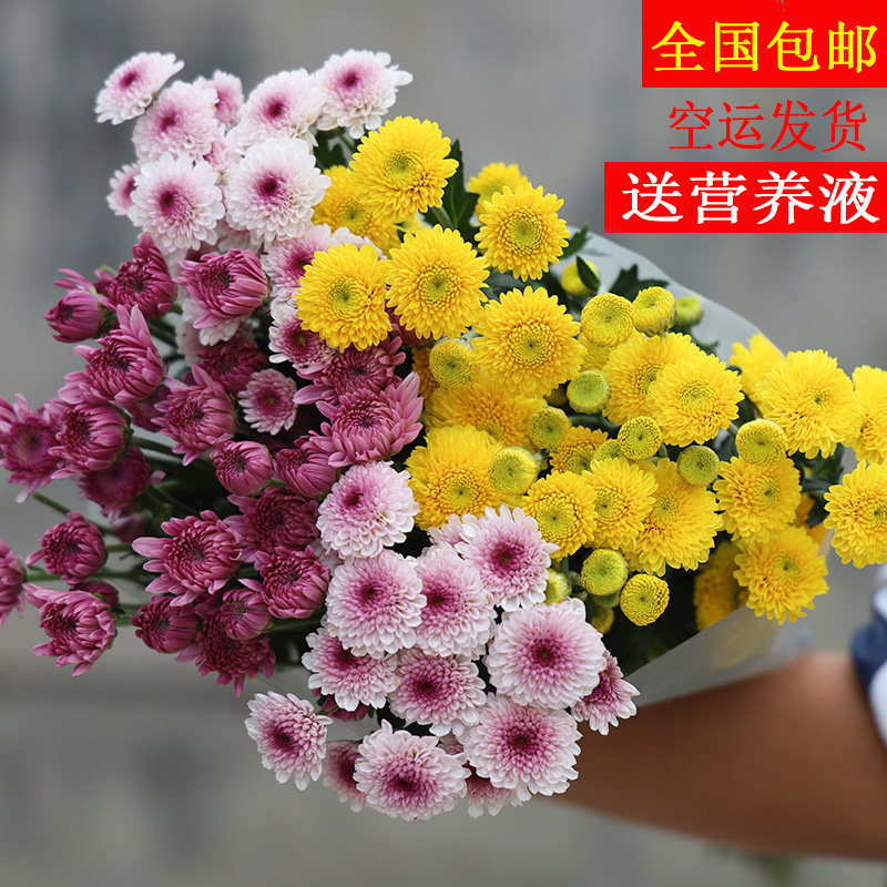 马蒂斯纽扣小雏菊云南鲜花现摘发货康乃馨鲜花鲜切花插花基地直发