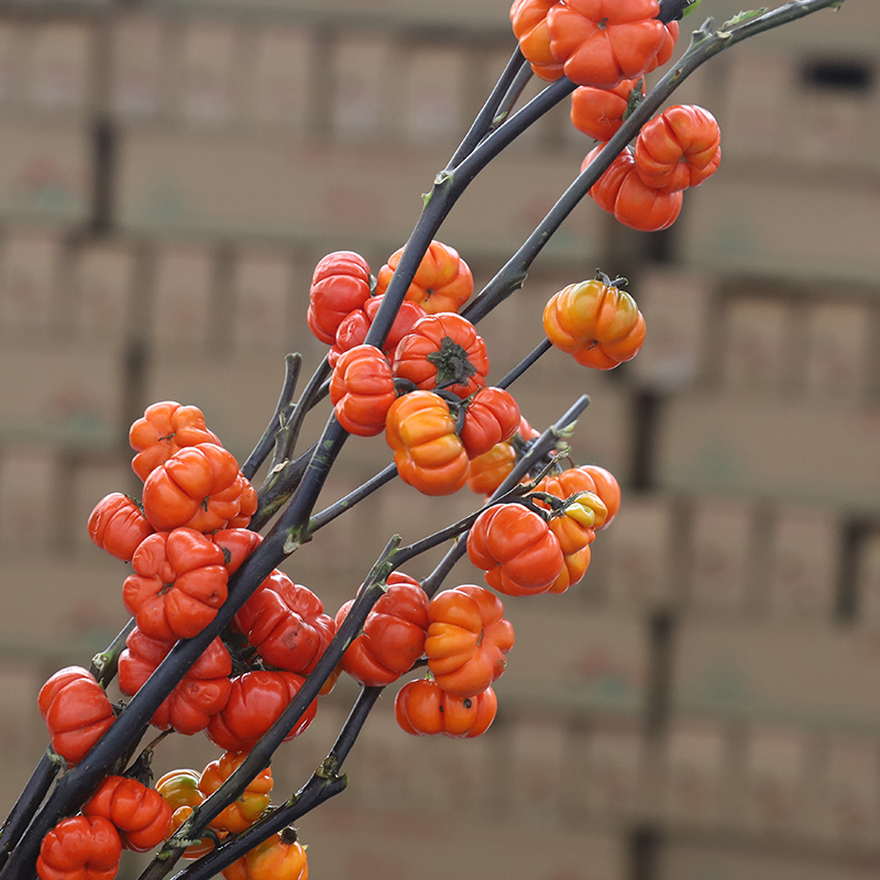 一束迷你小南瓜鲜切枝条基地直发