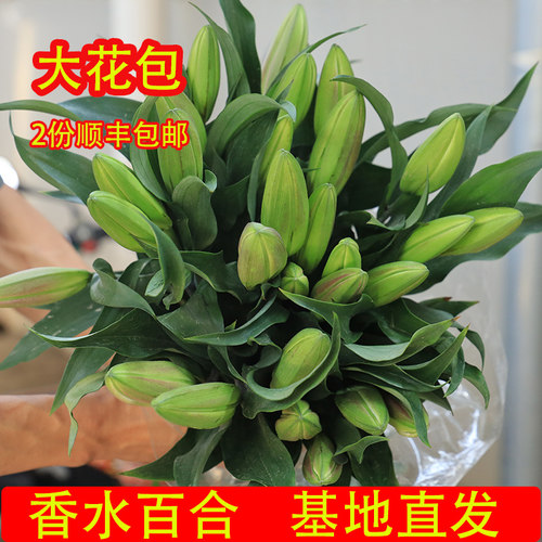 采曼10朵普拉芬多百合情人节