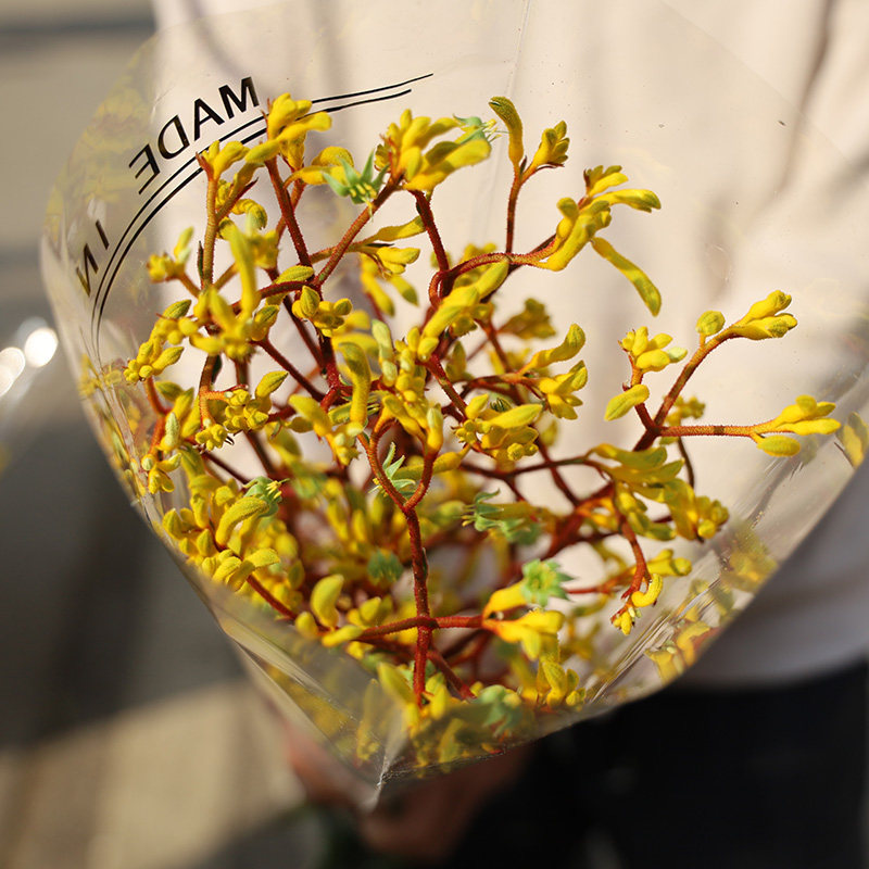 袋鼠爪鲜切花真花黄色红色鼠爪水养鲜花办公室插花基地直发同城速