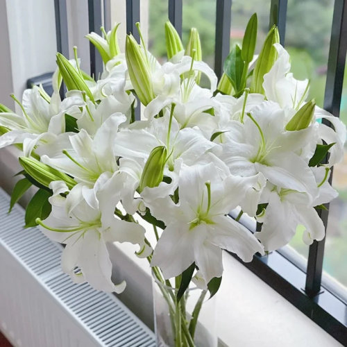 云南鲜花西伯利亚白色百何香水百合单头多头百合基地直发同城速递
