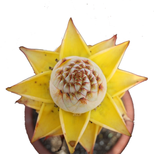 地涌金莲千瓣佛陀花大型花卉绿植带盆发货庭院景观花云南产地直发