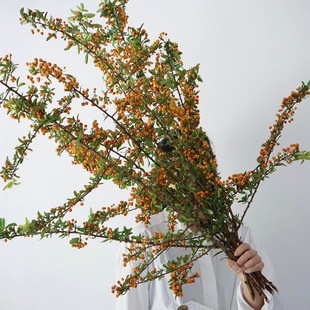 火把果冬果国产冬青鲜切花枝条水培绿植火棘果云南基地直发沙棘果