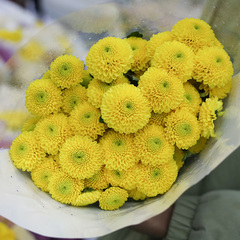 黄色小雏菊鲜花基地直发云南鲜花菊花鲜花紫色鲜切花婚礼用户生日