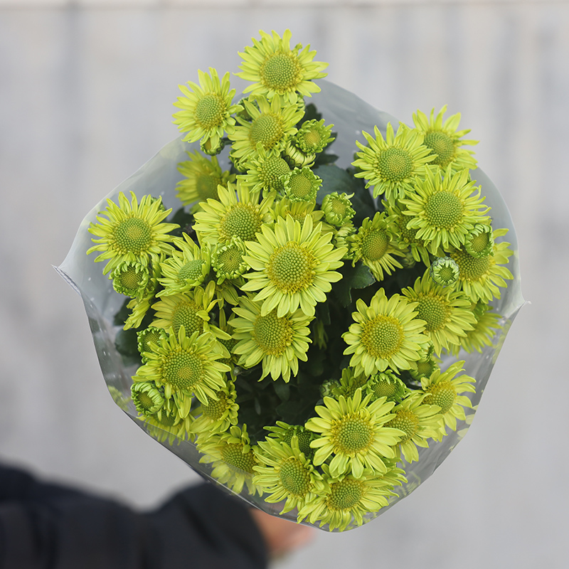 稀有绿精灵小雏菊10支鲜花橙色三文鱼小菊基地直发同城速递鲜切花