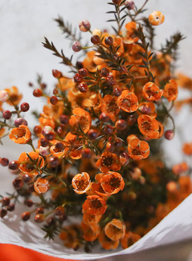 A级大花澳洲腊梅鲜花复古色云南昆明基地直发鲜花家用办公室水养