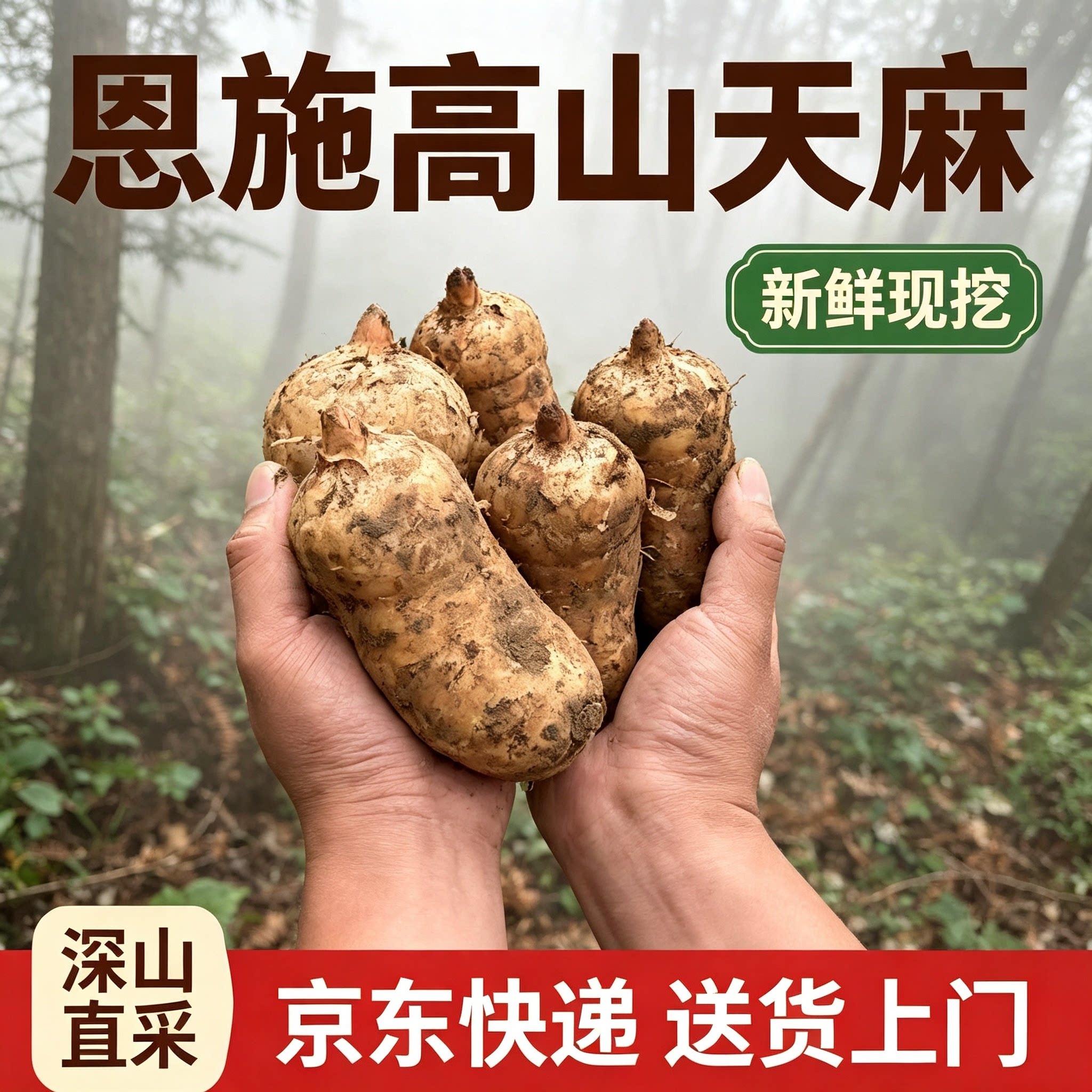 恩施天麻高山现挖现发个头均匀三年野外生长新鲜乌天麻特级