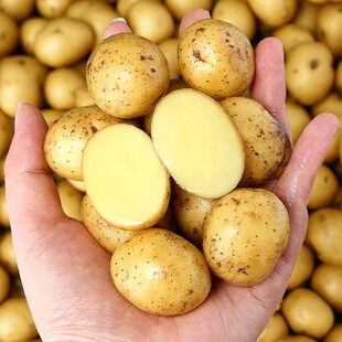 2026现挖现发湖北恩施小土豆9斤整箱洋芋黄心当季 新鲜蔬菜马铃薯