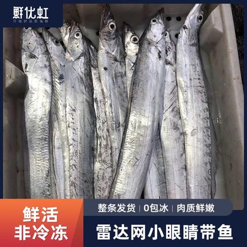 舟山新鲜小眼带鱼大整条