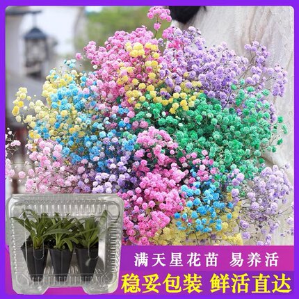 满天星花苗伊洛斯鲜切花小苗盆栽苗别墅庭院园林绿化用好养活花卉