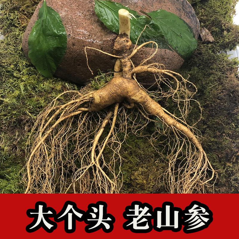 东北吉林老山参移山参趴货野山参林下参一等特级百年人参新鲜