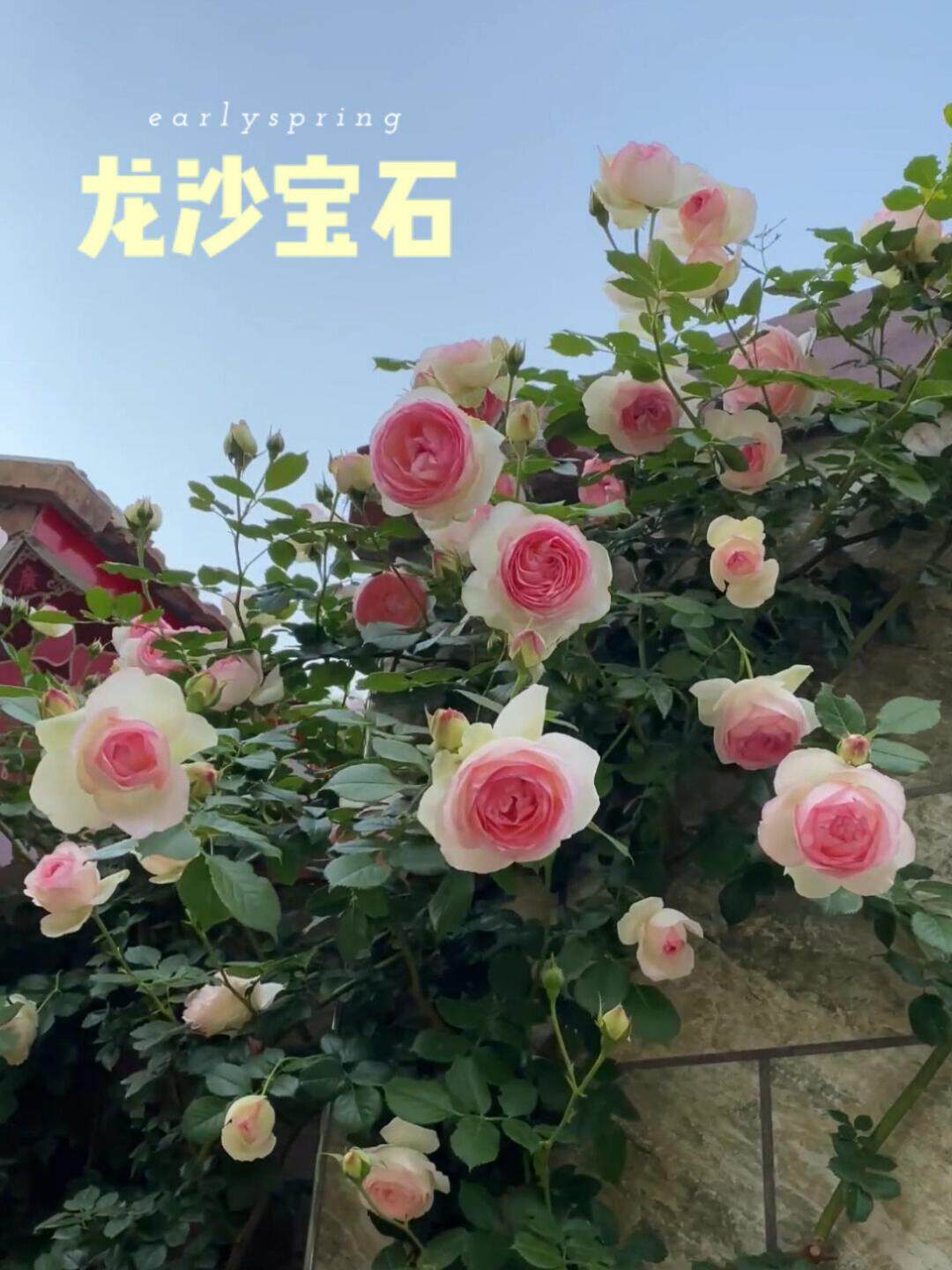 藤本月季之粉色龙沙宝石欧月粉龙花苗中大苗红龙带花苞爬墙爬藤