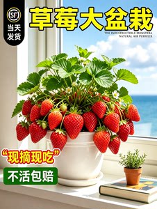 草莓盆栽发货鲜活绿叶壮株草莓秧苗缓苗快家庭种植食用果蔬苗
