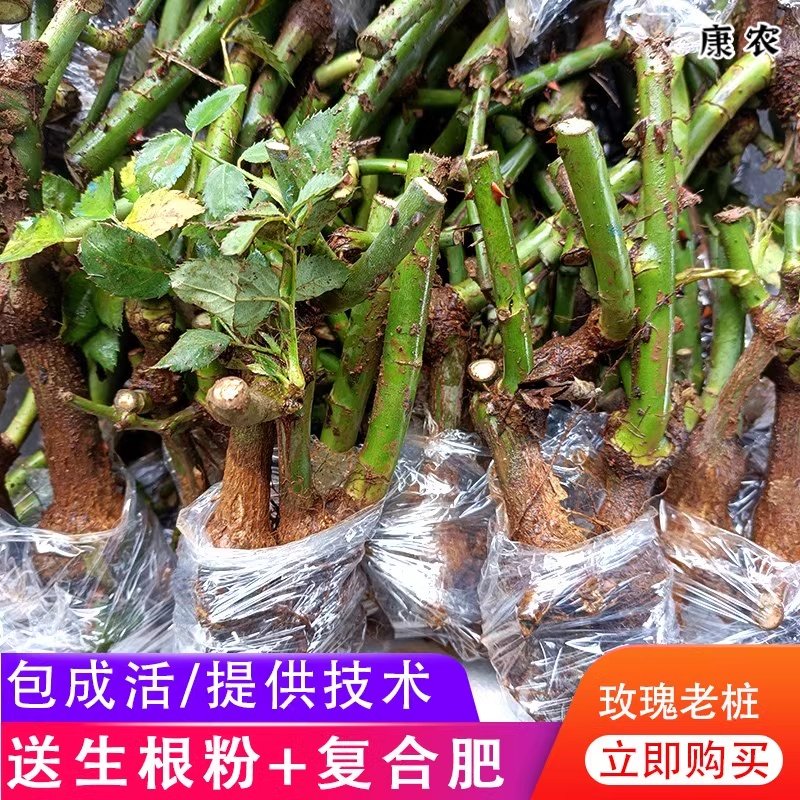 大花玫瑰老桩5棵盆栽四季开花不断种易活苗树云南月季老根大苗,鲜花速递/花卉仿真/绿植园艺,月季/蔷薇/玫瑰,淘宝优惠券,粉丝福利购,淘宝优惠卷