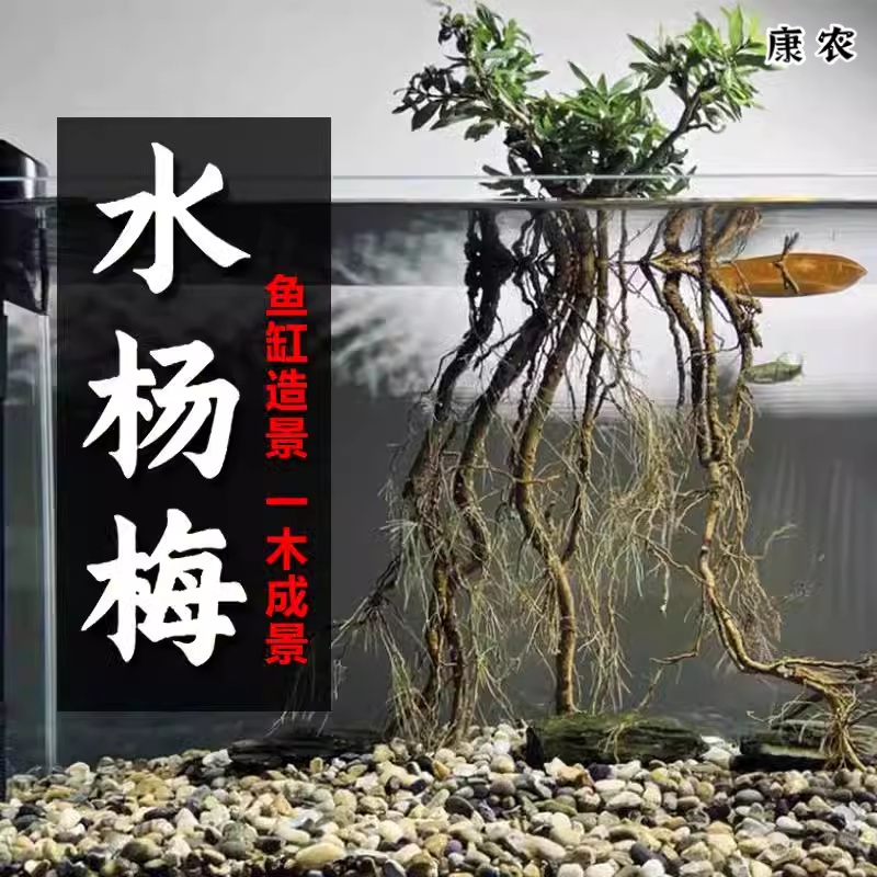 水杨梅鱼缸造景装饰水草植物阴性