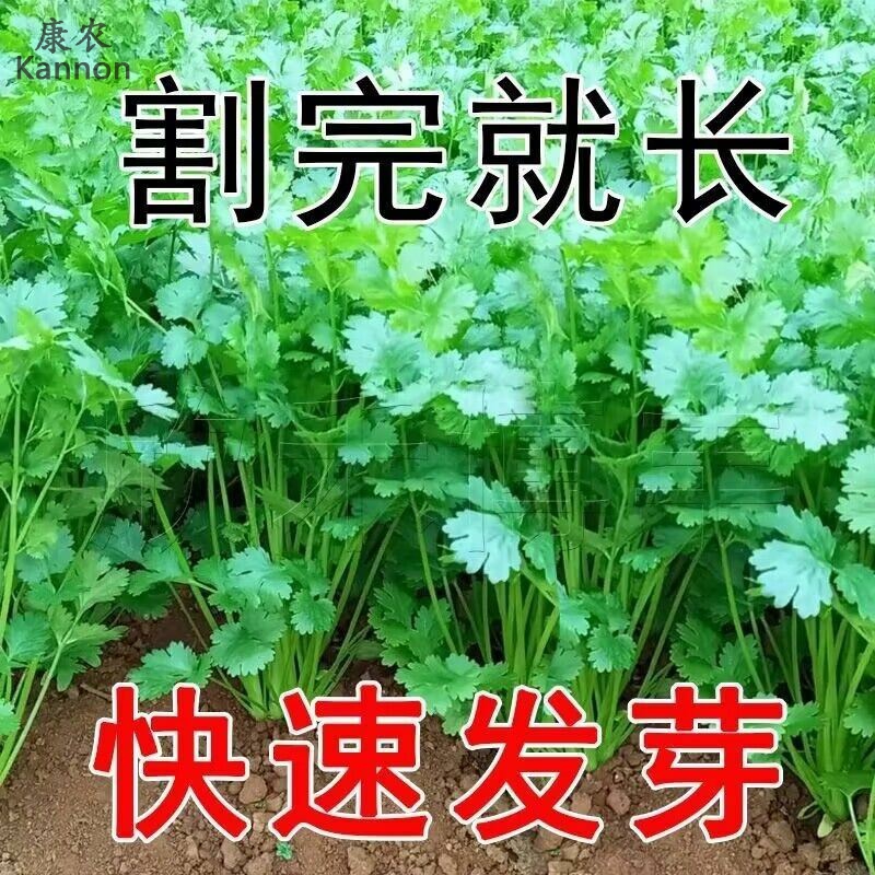 四季小香菜种孑阳台室内花卉盆栽庭院蔬菜种老品种四季可播种种孑