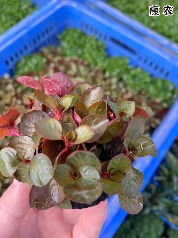 场丁香玫瑰性坨直发植物造景阴增淡水草缸鱼缸水草懒人水草氧水培