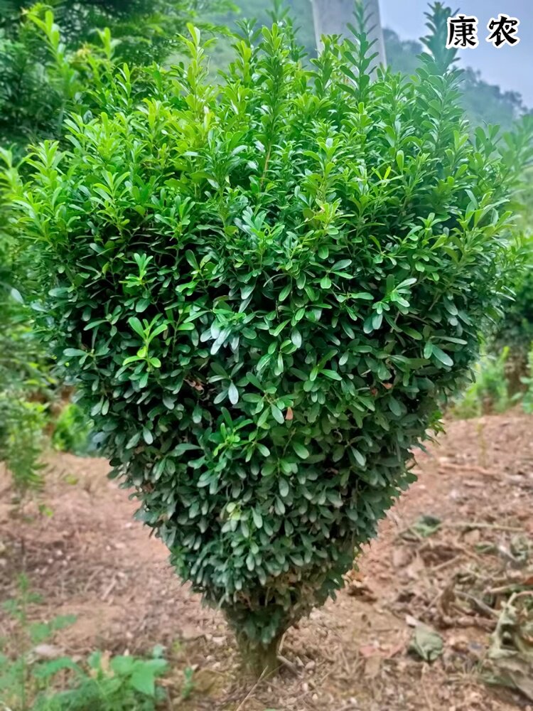 雀舌黄杨树苗球小叶黄杨球瓜子黄杨苗四季常青耐阴常绿庭院绿篱