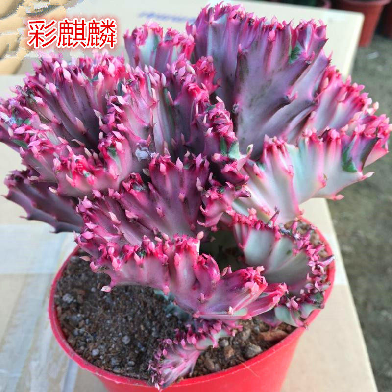 嫁接彩麒麟掌植物盆栽包邮仙人掌盆景春峰玉麒麟春风绿植花卉镇宅