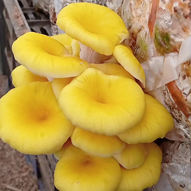 鸡油菌新鲜约800克新鲜鸡油黄菌土特产榆黄菇食用菌火锅食材蘑菇