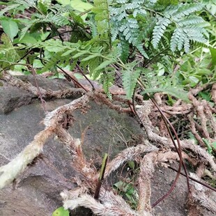 草药 新鲜石龙根 白毛蛇 石蚯蚓 草石蚕 鲜货纯天然