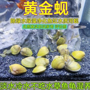 黄金蚬河蚌活体淡水原生草缸除藻