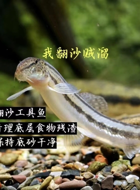冷水清道夫中华花鳅沙鳅 原生鱼清洁鱼冷水鱼洗沙器翻砂 清理鱼便