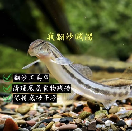 冷水清道夫公母花鳅淡水清理垃圾
