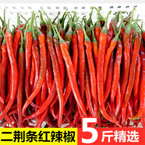 现摘二荆条红辣椒5斤包邮红辣椒