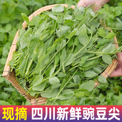 四川新鲜豌豆尖嫩豌豆苗