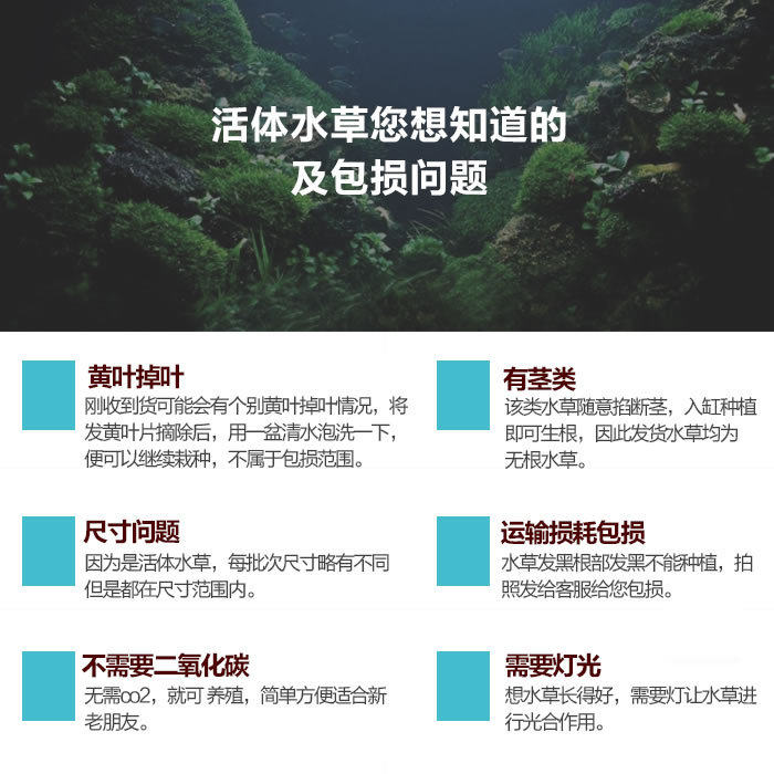 绿蝴蝶水草价格 绿蝴蝶水草图片 星期三