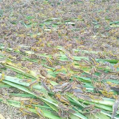 蝗虫公活体马蜂虫蚂昨