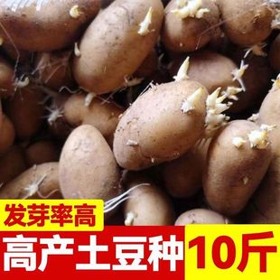 云南秋黄皮土豆种子早产老品种土豆种子洋芋红皮黄心云南红土豆种