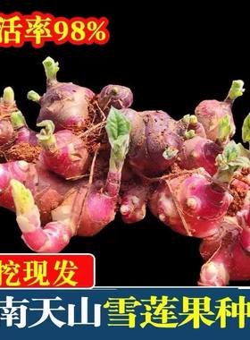 黄心高产云南雪莲果优质现挖种子