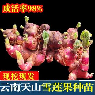 雪莲果种孑云南天山雪连果种球现挖现发黄心果苗优质高产雪莲种子