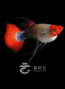 深海蓝贵族缎带大C短体孔雀鱼