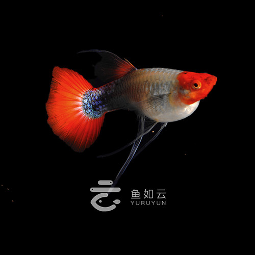 深海蓝贵族缎带大C短体孔雀鱼