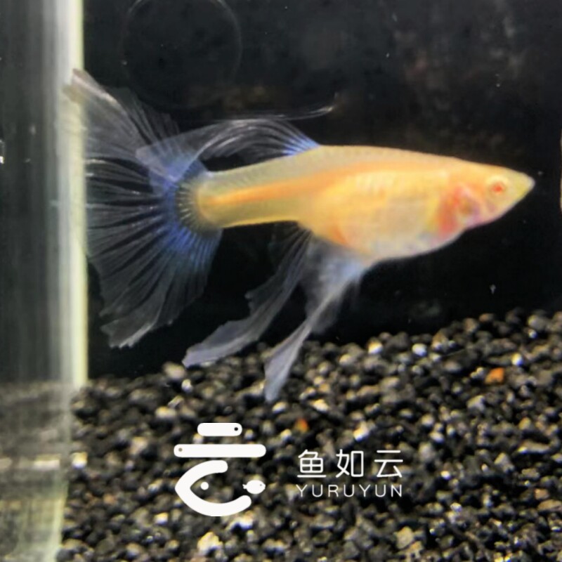 蓝白天空兰白大C绣球鸥翼缎带孔雀纯种孔雀鱼小型热带鱼精品活体