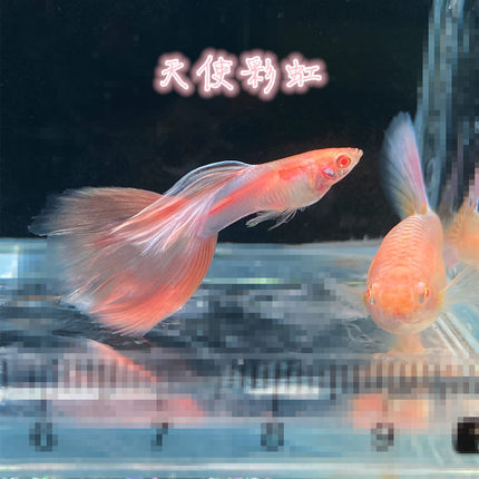 天使彩虹粉色拉朱莉紫尾白子孔雀鱼观赏鱼活体鱼如云热带鱼
