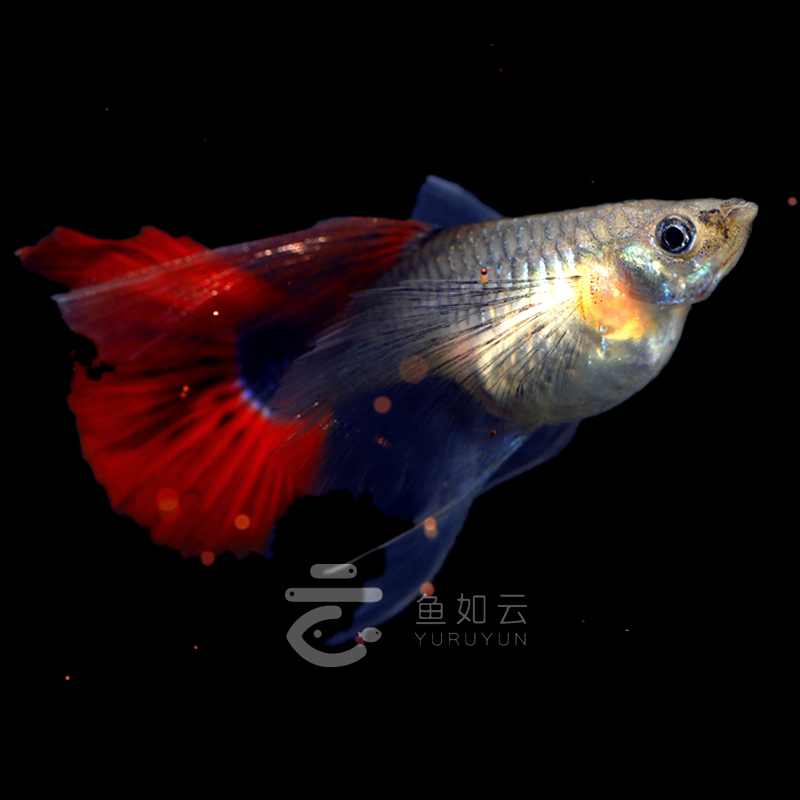 红扇褶扇大C粗C孔雀鱼