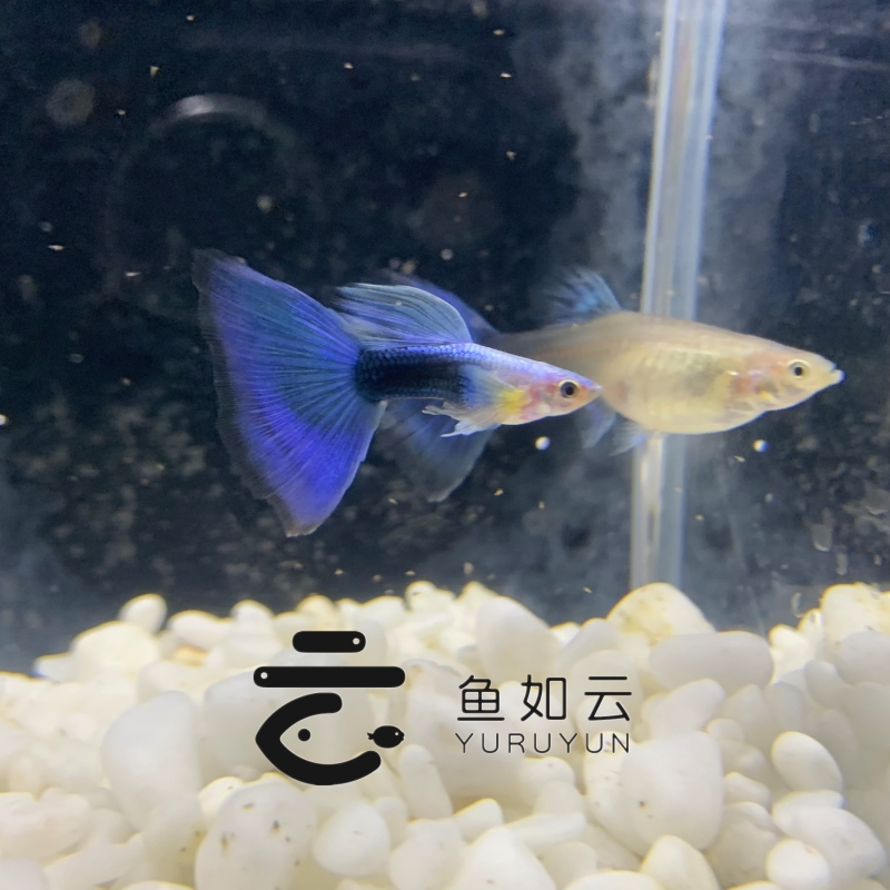 亮蓝礼服孔雀鱼鱼如云热带鱼
