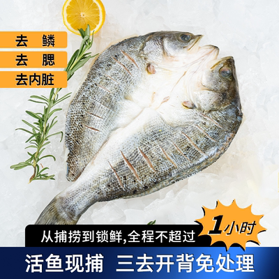 闽威海鲈鱼新鲜海鲜去鳞去鳃去内脏开背免处理鲈鱼550g-650g专用