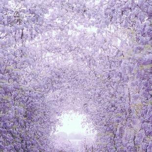 庭院阳台廊架拱门 开 种花王大爷 紫藤普罗旺斯花苗爬藤植物多季